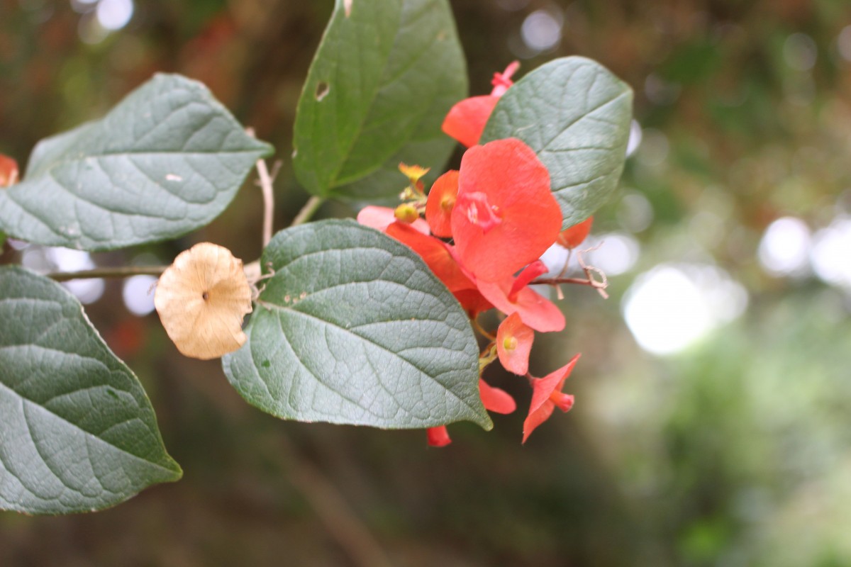 Holmskioldia sanguinea Retz.